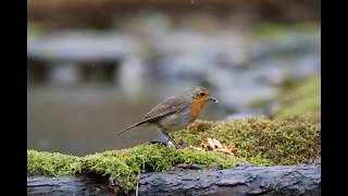 Kızılgerdan /  European Robin / Erithacus rubecula