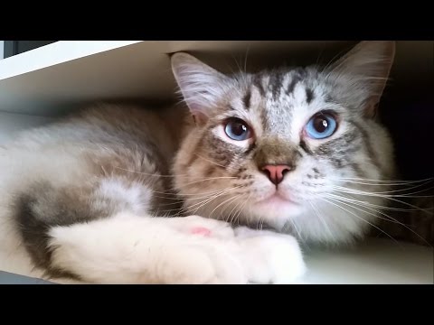 Blue eyes, sweet paw and so much cuteness - Ragdoll Thorin