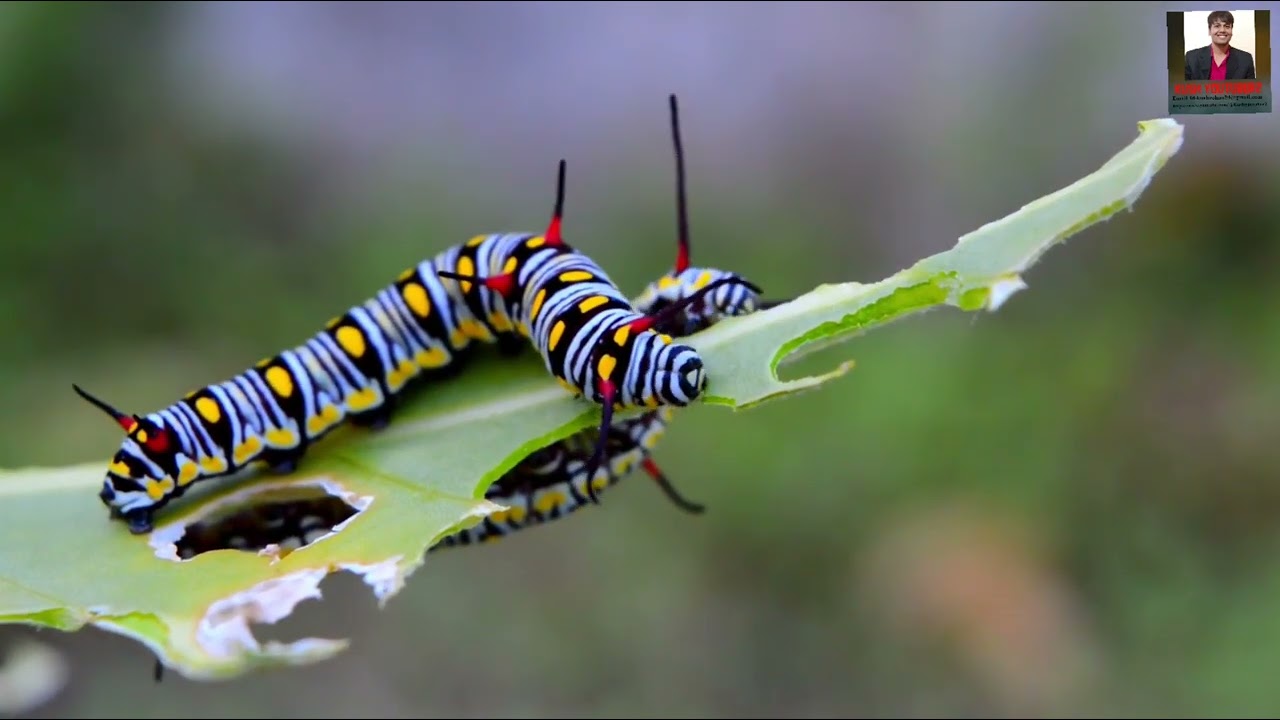 Bee 🐝🍯 flying on the flower||bee video 