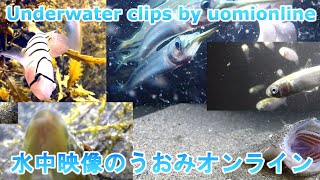 福井県の海 初撮影場所にて水中をみましょう
