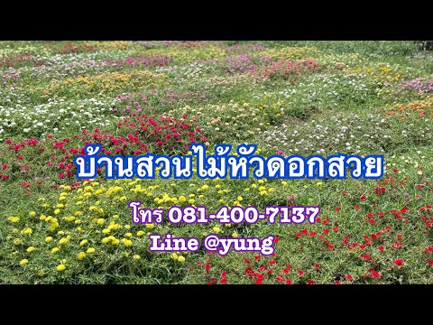 สวนดอกแพรเซี่ยงไฮ้โทร081 400 คุณรายตื่นสายสีมะนาวหวาน บ้านสวนไม้หัวดอกสวย โทร 081 400 7137