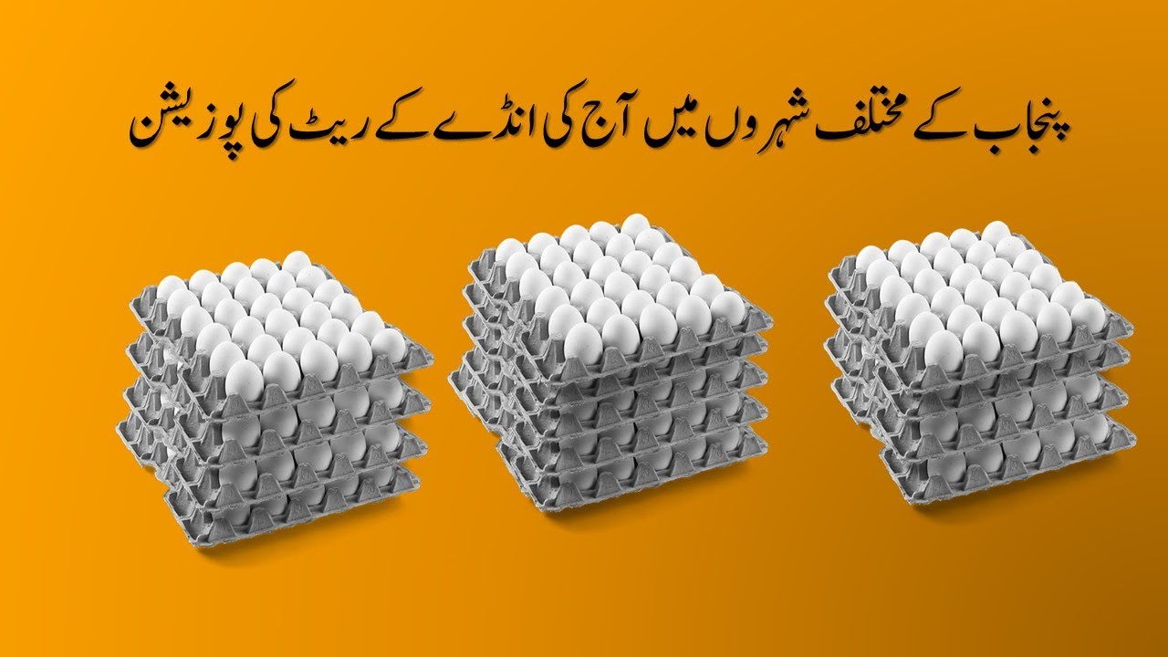 Today egg position in punjab daily eggs rates.