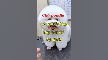 Nên cắt lông cho chó Poodle hay để tự nhiên?