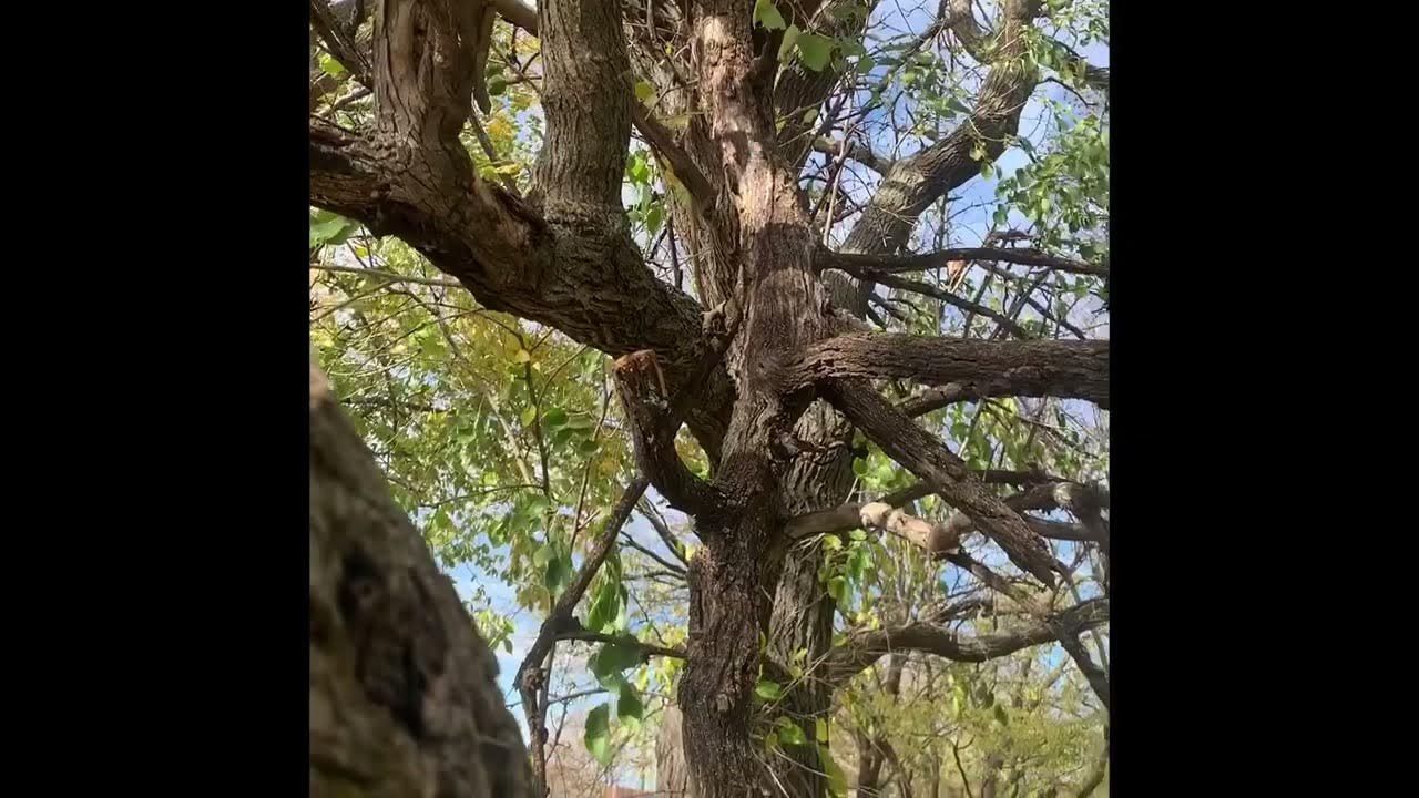 Tree branch removal over YouTube