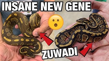 INSANE NEW GENE! ZUWADI!! NARBC ARLINGTON TEXAS | BALL PYTHONS #REPTILES #BALLPYTHONS #SNAKES