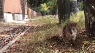 クオッカが映ったらラッキーな突発ライブカメラ／12時くらいまで（埼玉県こども動物自然公園　公式/SaitamaChildrensZoo official ）