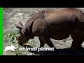 Asian One-Horned Rhino Gets Settled Into Her New Home | The Zoo