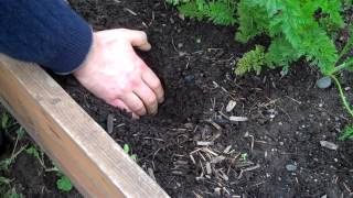 Raised Strawberry Beds with James Plus: Why Raised Beds? - BroBryceGardens