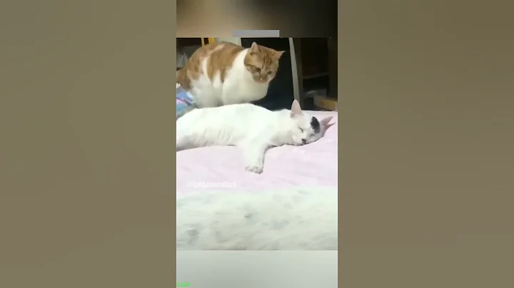 Watch the video about Cute Cats 🥰 Cat videos Compilation 😅 # Episode 7408