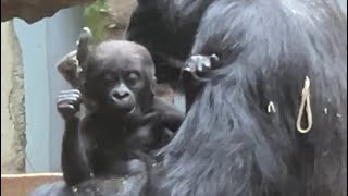 Baby Gorillas  Kunda and Kayembe  12/9/23   #gorillas