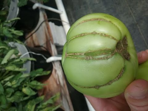 Abiotic and Physiological Disorders of Tomato