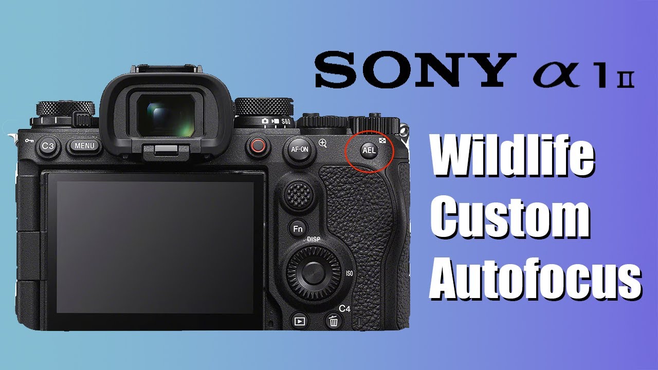 Настройка пользовательских кнопок автофокусировки для съемки дикой природы на Sony a1ii