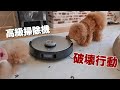ロボット掃除機にイタズラしまくる犬がかわいい!