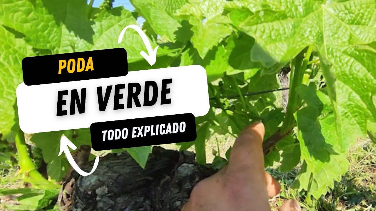 ¿Qué es la Poda en Verde? | Viticultura en Saint-Émilion – Bordeaux | BASSO #viticultura