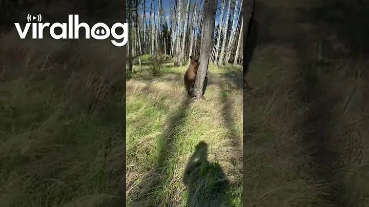 Man Escapes Encounter With Black Bear by Using Bear Spray || ViralHog