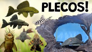 Perfect Plecos for Your Aquarium! Plecostomus Are Not Just Suckers.