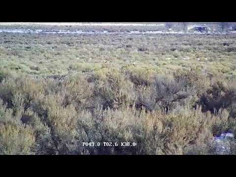 bison iloilo Deer and elk