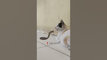 Kucing VS Ular Cobra #shorts #kucinglucu #cats #shortsfeed #trending #fyp #animals