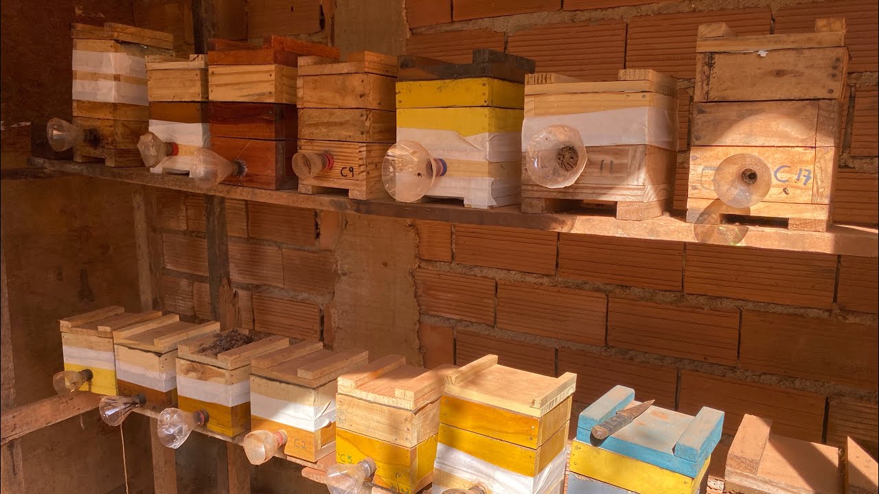 Divisão 2x1 de mandaçaia- na prática o passo a passo