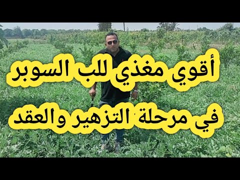 أقوي مغذي للب السوبر بطيخ اللب في مرحلة التزهير والعقد و أعلي إنتاج للفدان