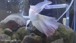 ikan nila slayer leuqistiq yang indah - ikan hias air tawar