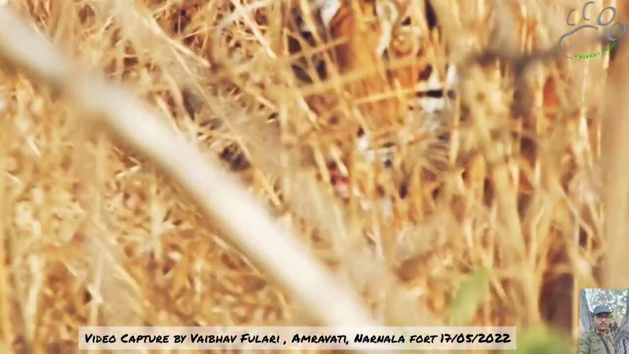 Melghat Tiger @Narnala Fort  at an elevation of 932 meters above sea level