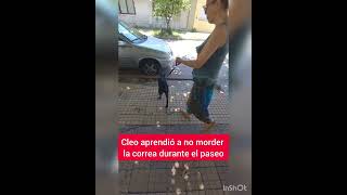 Cómo enseñar a un perro a no morder la correa. ¡En @adiestradosoficial es posible! by Adiestrados - Adiestramiento Canino 340 views 1 year ago 4 minutes, 25 seconds