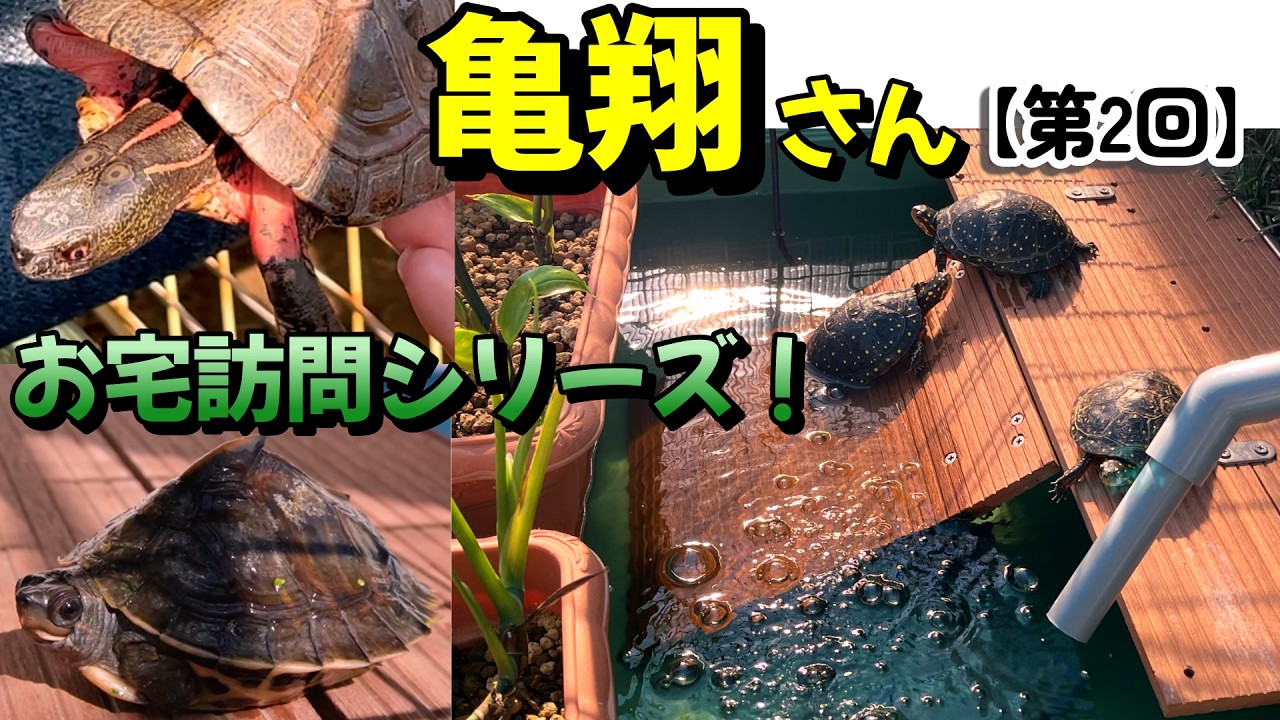 亀② Home Visit Series! Kame-san [2nd installment of 2026] - YouTube