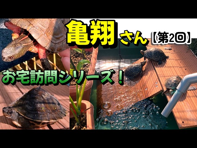 Home Visit Series! Kame-san [2nd installment of 2026] - YouTube