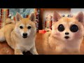 画像加工アプリで愛犬を撮影するのが面白すぎた