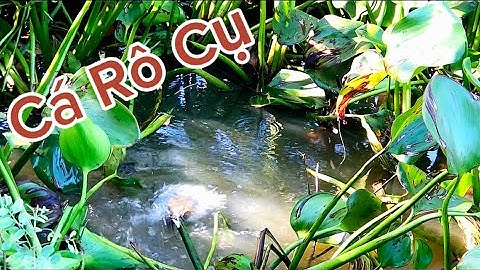Câu CÁ RÔ ĐỒNG gặp nhiều CÁ RÔ KHỦNG / Cá Ăn Giật Xảy Quá Nhiều Cay Thật @Caucalongan62