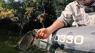 Wild Bass Afternoon Bite  BCF Pryml HD330 sessions