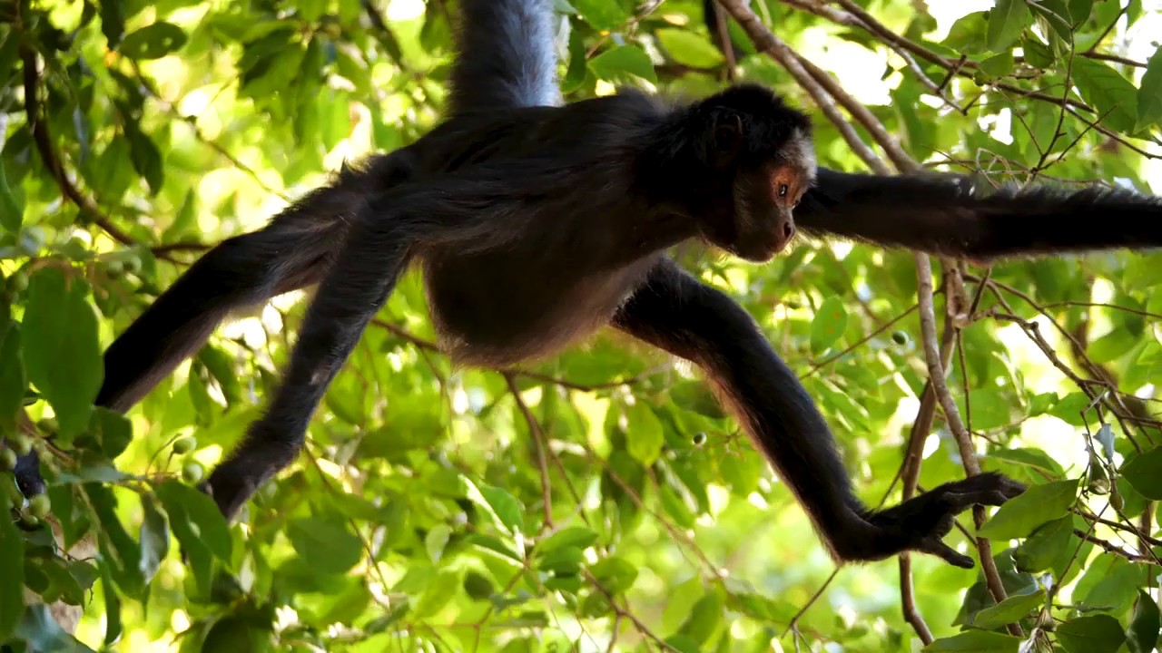 SouthWild: Amazon & Pantanal, Brazil