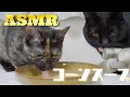 【ASMR】コーンスープを飲む猫のペロペロ咀嚼音