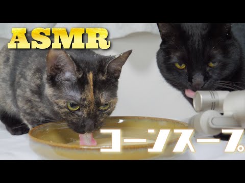 【ASMR】コーンスープを飲む猫のペロペロ咀嚼音???ASMR Cat Drinking Corn Soup