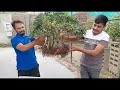Pakistan bonsai societys monthly workshop  august 2023