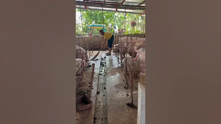 pigs clean place #pig #pigfeed #pigbreeding #animals #hogger #pigfarming #farming #piggy