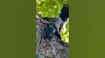 Black Squirrel