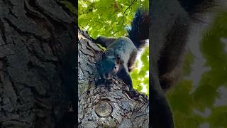 Black Squirrel