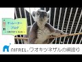 【ニフレル】キュレーターブログ2021年2月2日号用動画「ワオキツネザルの綱渡り」Ring-tailed lemur walks a tightrope?
