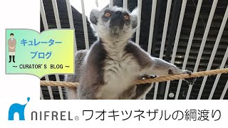 【ニフレル】キュレーターブログ2021年2月2日号用動画「ワオキツネザルの綱渡り」Ring-tailed lemur walks a tightrope?
