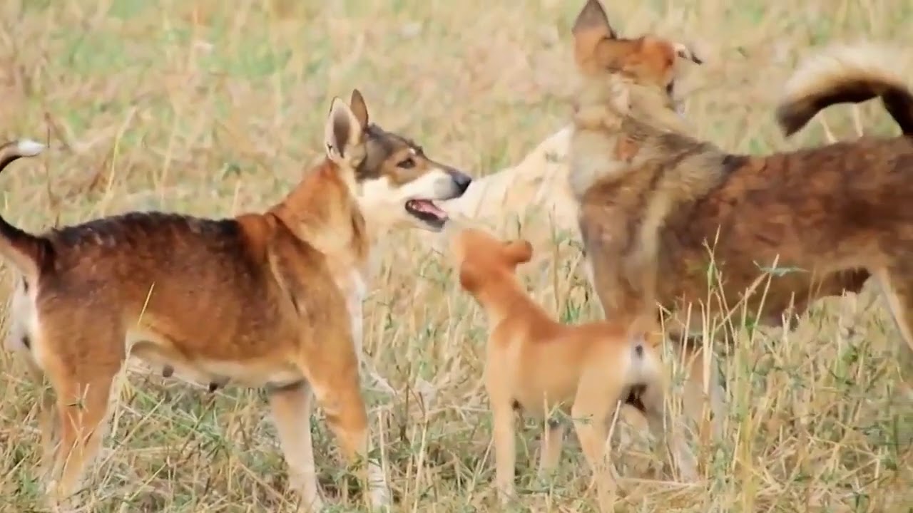 Minguel - Awesome Rural Dogs !! Dog Meeting for the Summer Season in Village.