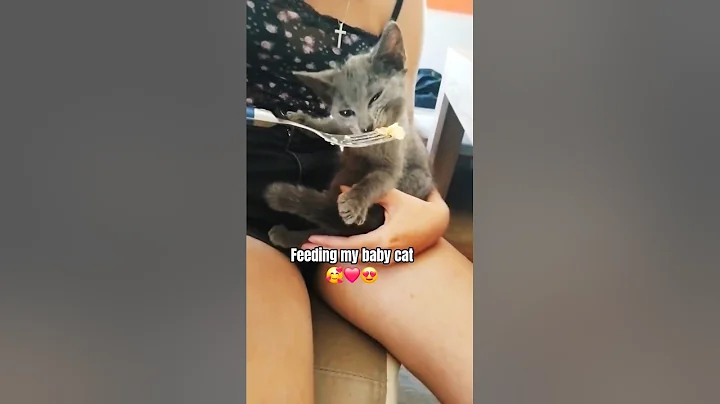 Video 10026711: british shorthair mix cat, british shorthair kitty cat, british shorthair cat kitten, british shorthair cat jump, british shorthair kittens eating, british blue shorthair cat, british shorthair cute cat