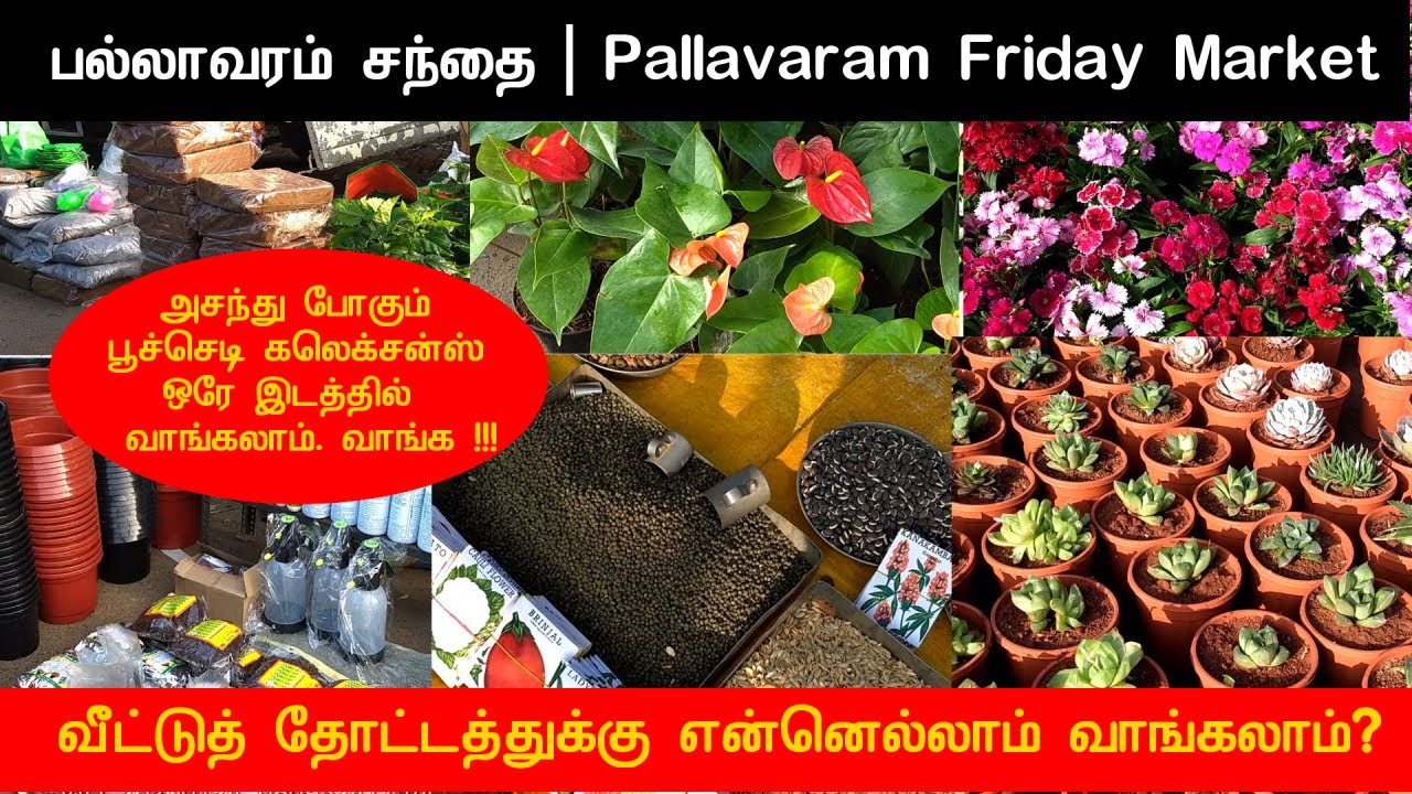 சென்னையில் அசந்து போகும் பூச்செடி கலெக்சன்ஸ் | பல்லாவரம் சந்தை | Pallavaram Friday Market