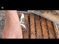 خلايا مهجورة والنتيجة صدمت الجميع Beefeater Bee Honeybeesting Honey نحل عسل 