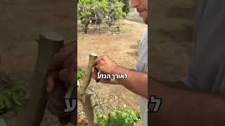 הרכבות הדרים חלק ב׳