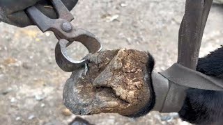 Shoe nail stuck in donkey's hoof, farrier uses power tools to replace horse shoe! satisfying