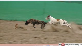 coursing dog competition