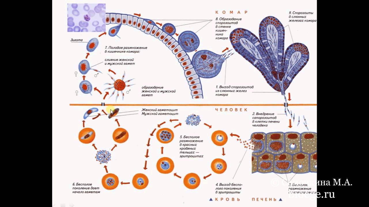 Размножение и развитие малярийного плазмодия