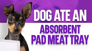 My Dog Ate An Absorbent Pad Meat Tray - What Should I Do by OurFitPets 1,907 views 1 year ago 3 minutes, 16 seconds